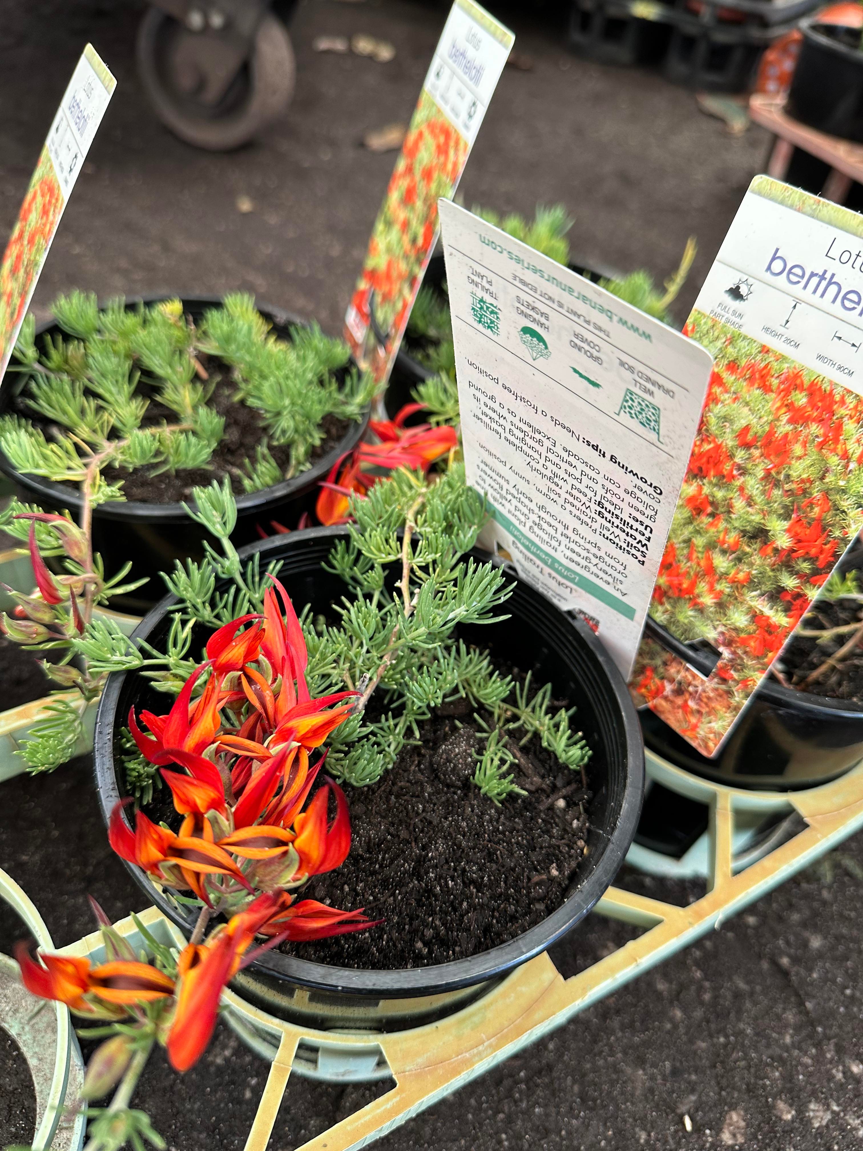 Lotus berthelotii (Trailing lotus) The Recently Extinct Plants and